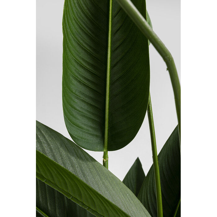 [51684] Tumbuhan Deco Bunga Syurga 190cm - 3