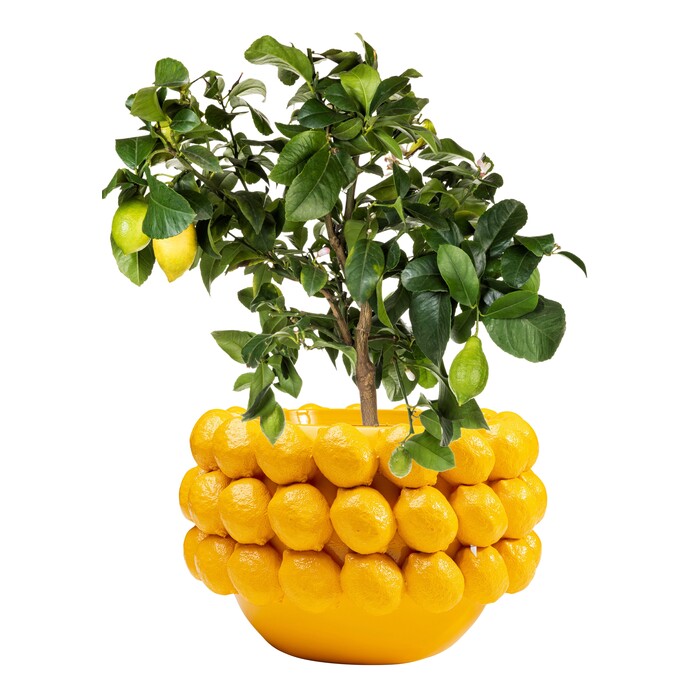 [54727] Macetero deco Lemons 22cm - 1