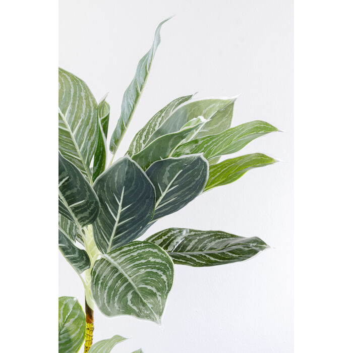 [55914] Dekor Bitki Calathea 140sm - 3