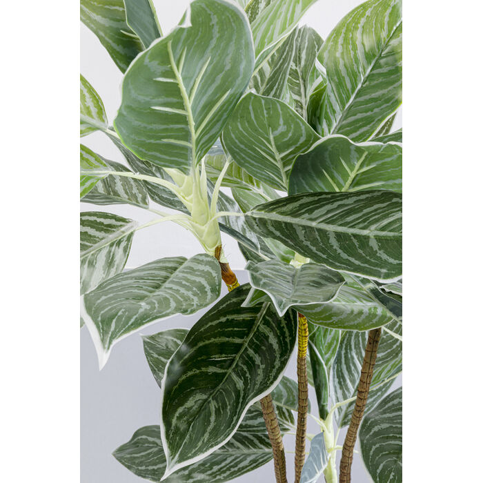 [55914] Dekor Bitki Calathea 140sm - 4