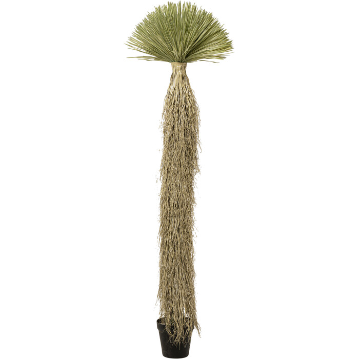 [55920] Planta Deco Yucca Rostrata 240cm
