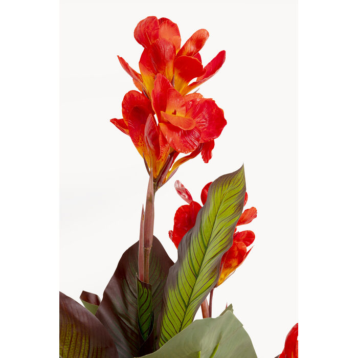 [58433] Planta deco Canna Lily 165cm - 3