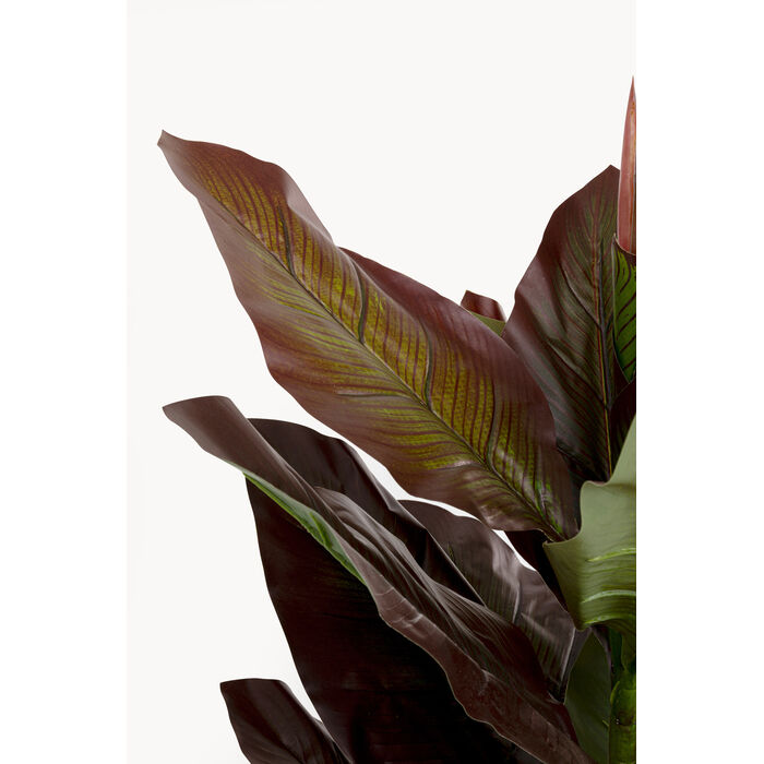 [58433] Planta deco Canna Lily 165cm - 4