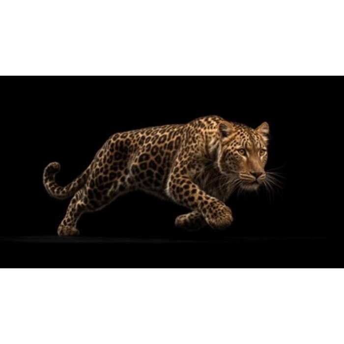 [58785] Tableau encadré Hunting Leopard 75x55cm