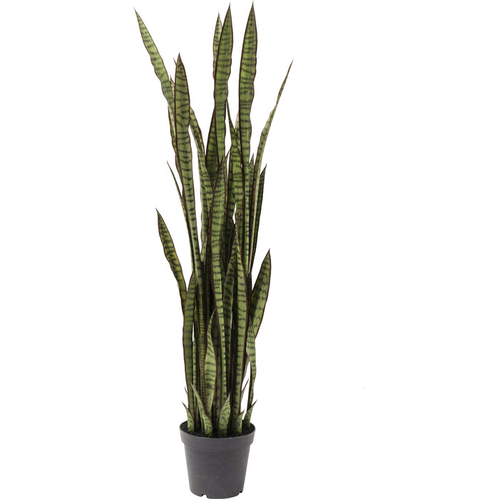 [60718] Bimë Dekorative Sansevieria 155cm