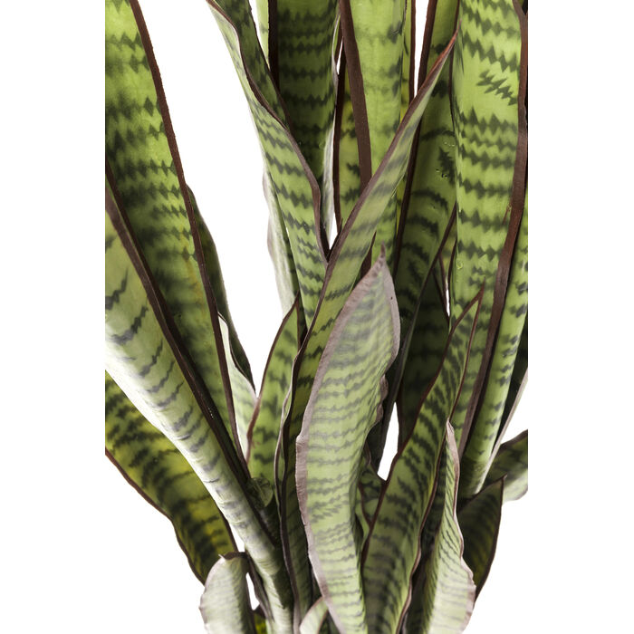 [60718] Bimë Dekorative Sansevieria 155cm - 3