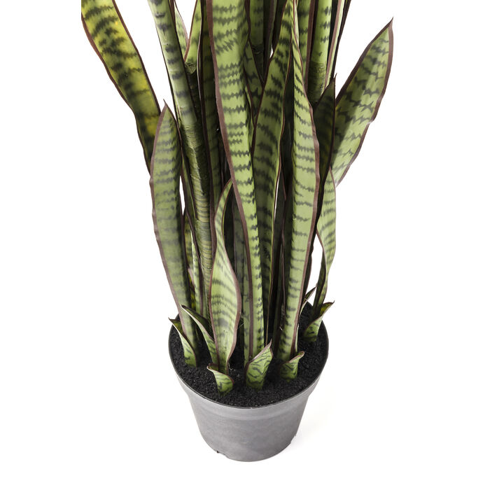 [60718] Bimë Dekorative Sansevieria 155cm - 4