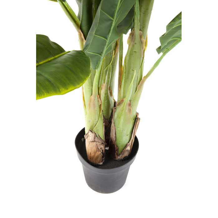 [64003] Planta deco Banana Tree 180cm - 4